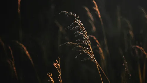 Snowy adventures on winter holidays in the Alps Backlit grasses glowing against a dark background