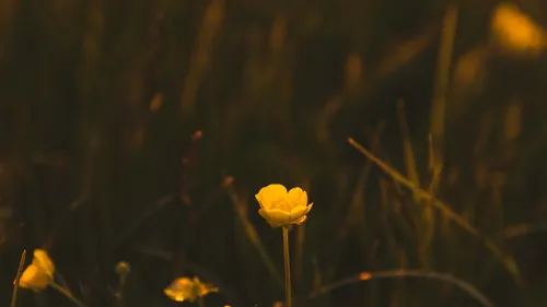 Snowy adventures on winter holidays in the Alps Yellow flowers in a dark meadow glowing in warm evening light