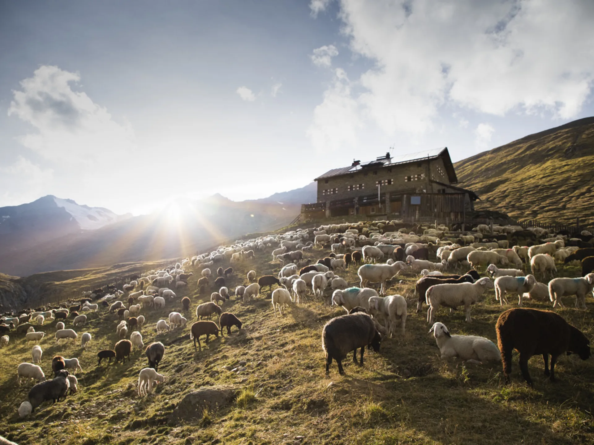 Gasthof Weisskugel: your walking holiday in the Austrian Alps Schafherde auf sonnigem Berghang vor einer Hütte in den Alpen